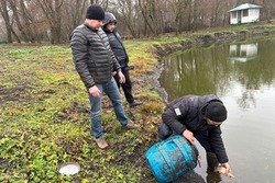 В Уваровском округе волонтёры запустили более сотни карпов в старинный пруд