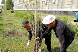 В Тамбове высадят ещё 1200 деревьев взамен вырубленных