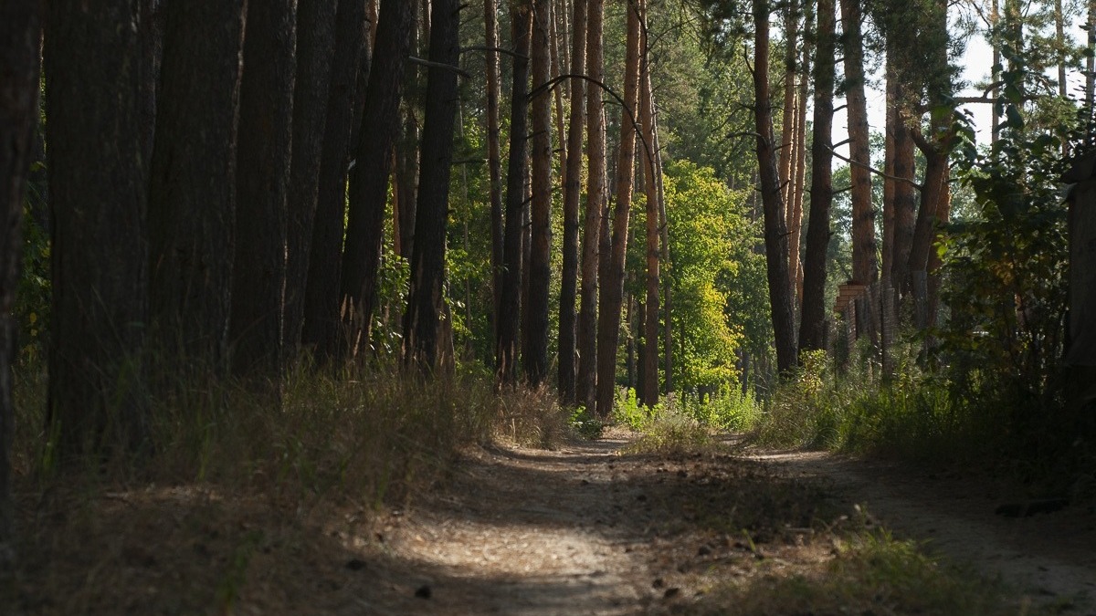 Экотропа в лядах. Старые ляды пермь. Вешняя леса. Ляды лес. Каньон реки оредеж.
