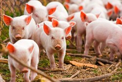 Тамбовские сельхозпредприятия увеличили производство продукции свиноводства