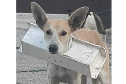 Тамбовские волонтёры спасли собаку, застрявшую в пластиковой полке