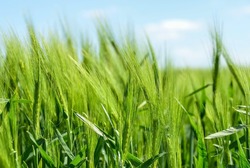 В Тамбовской области откроют 50 агроклассов для школьников в 2026 году