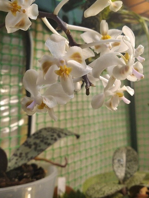 Phalaenopsis celedensis