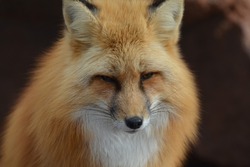 То собака, то лиса: в Каширском районе Воронежской области снова ввели карантин по бешенству