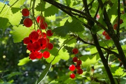 Тамара Фролова: новый законопроект поможет увеличить урожай ягод в стране