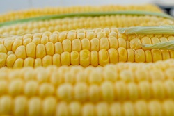 В Тамбовской области собрано уже более 4,4 млн тонн зерна