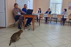 Кошка Муська наблюдает за выборами в Умётском округе