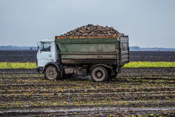 Тамбовские аграрии собрали два миллиона тонн сахарной свёклы