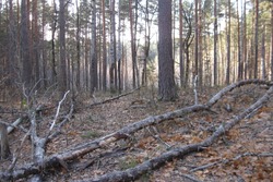 В Сосновском МО судят начальника, не научившего сотрудника работать с бензопилой