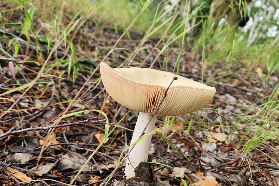 На тихую охоту вышли мучкапцы