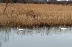 В рассказовское село по весне вернулся лебедь Гриша с супругой