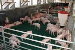 "Русагро" завозит животных на новые свинокомплексы
