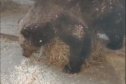 Воронежская медведица начала готовиться к зиме (видео)