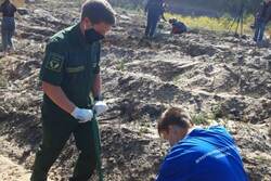 В Тамбовском лесничестве высадили 3 тысячи саженцев сосны