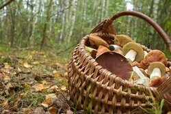 В Тамбовской области грибник утонул в болоте
