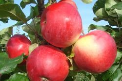Дорические, ионические и плодоносящие: в Федеральном научном центре имени И. В. Мичурина селекционируют новые сорта колонновидной яблони