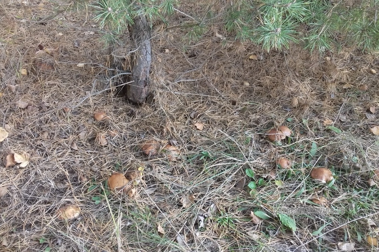 О безопасном сборе грибов напомнили инжавинцам