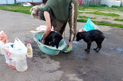Неравнодушные тамбовчане спасли щенков, попавших в битум