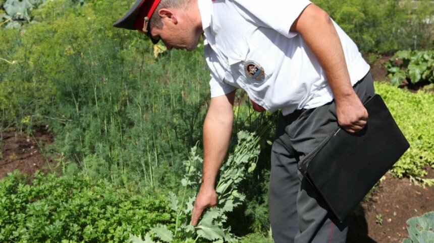 Выявление и предупреждение незаконного оборота наркотических средств Выявление и предупреждение незаконного оборота наркотических средств