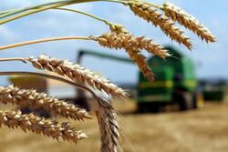 На «Золотой осени» отметили успехи Тамбовской области в растениеводстве