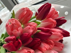 В Тамбове к 8 Марта начнут продавать тюльпаны по низкой цене