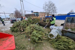 Как утилизировать елку, рассказали тамбовчанам