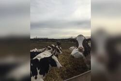 Животноводы Тамбовской области перевели коров на летние пастбища