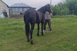 Житель Воронежской области задержан за кражу лошади у жердевца