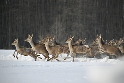 В тамбовские леса в честь Года семьи выпустили 100 благородных оленей: ФОТО