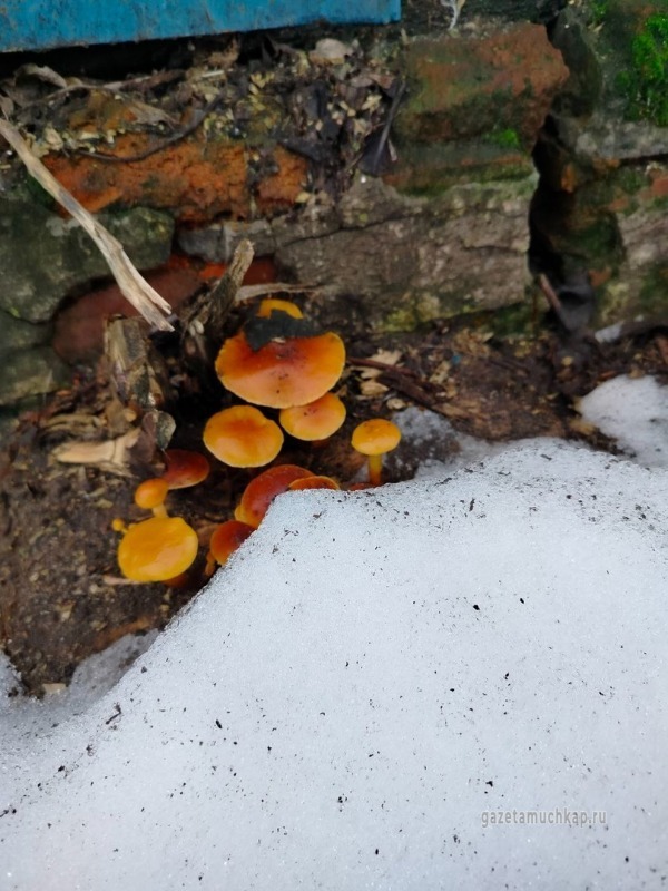 Зимние опята выросли возле дома в селе Шапкино