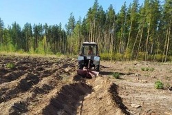 Тамбовская область готовит 650 гектаров земли под новые леса в будущем году