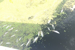 В Никифоровском районе после ливней погибла рыба в водоёме