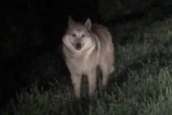 В Ржаксинском округе волки выходят к людям