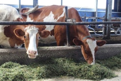 На молочной ферме Сампурского района поселились голштинские бурёнки