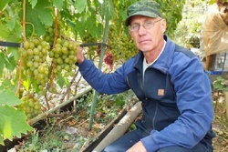 Слесарь из Знаменки выращивает на своём участке 130 сортов винограда