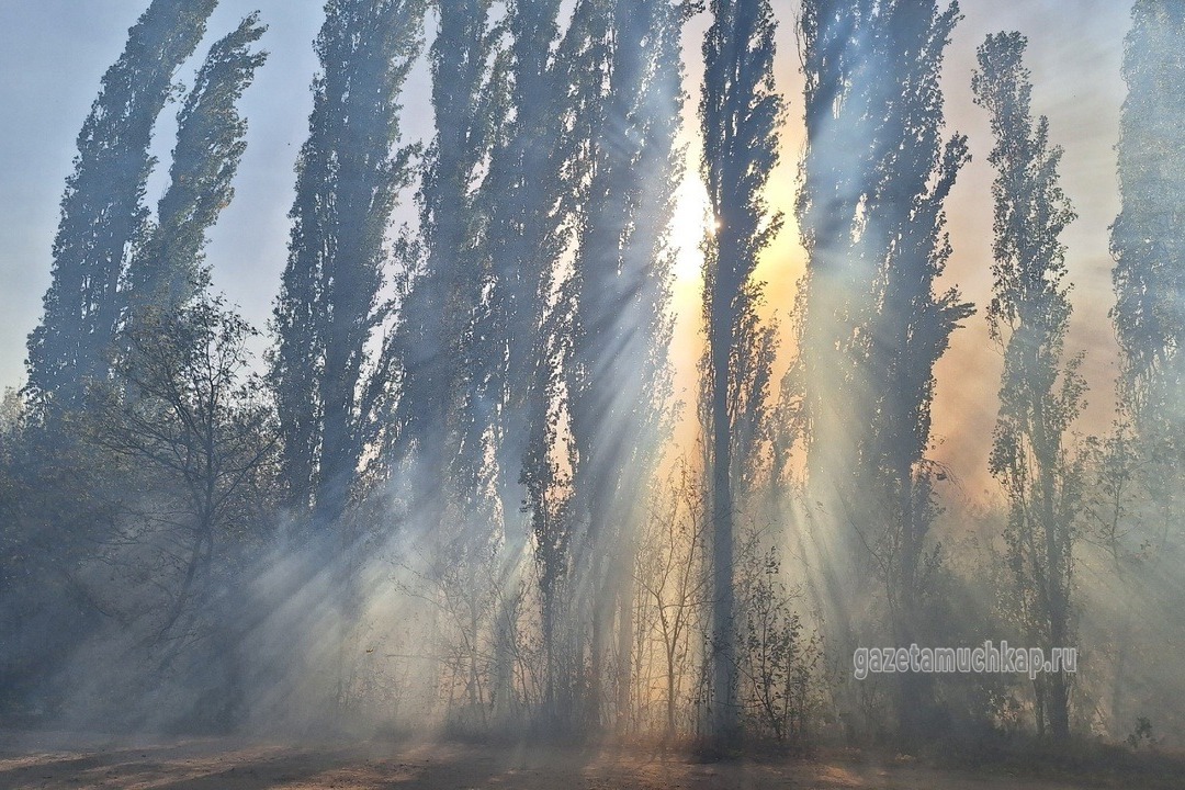 Горели дома, деревья, сады.