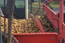 В Тамбовской области собрано около 4 тысяч тонн картофеля