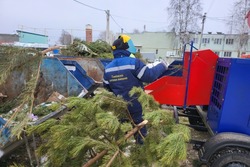 В Тамбове новогодние елки превращают в подстилки для лошадей 
