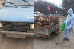 В Воронежской области пресекли ввоз на Тамбовщину овец без документов 