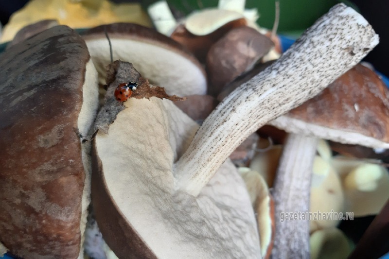 О безопасном сборе грибов напомнили инжавинцам