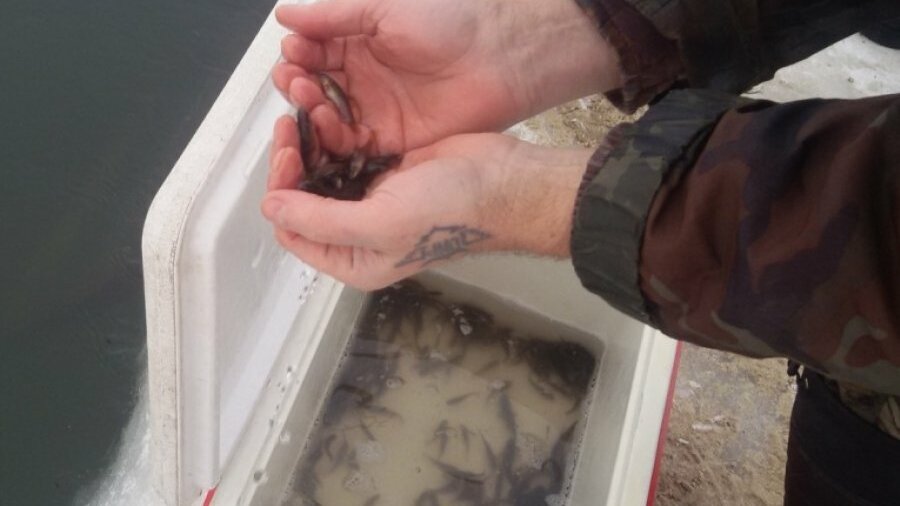 Как спасти рыбу. Дети выпускают мальков в водоем. Беременность рыбы внешняя. Как спасти рыбу. Как спасти рыбу.