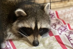 Тамбовский енот Нюша переедет из мусорного бака в новый дом