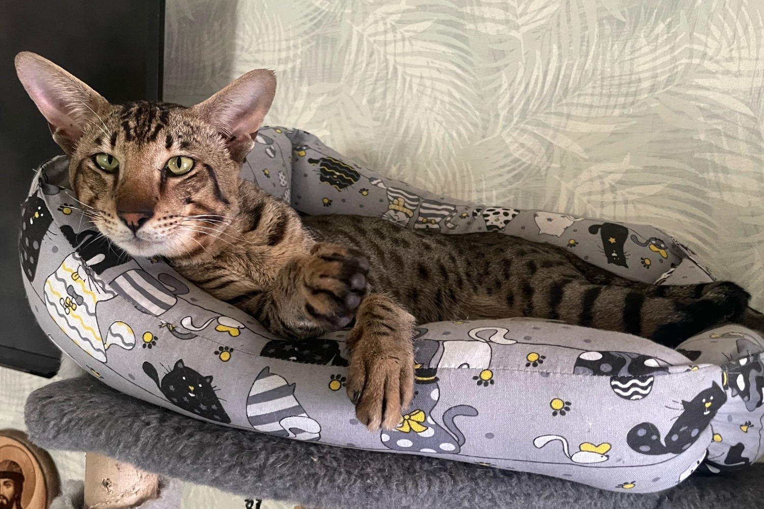 Марс следит за порядком в доме