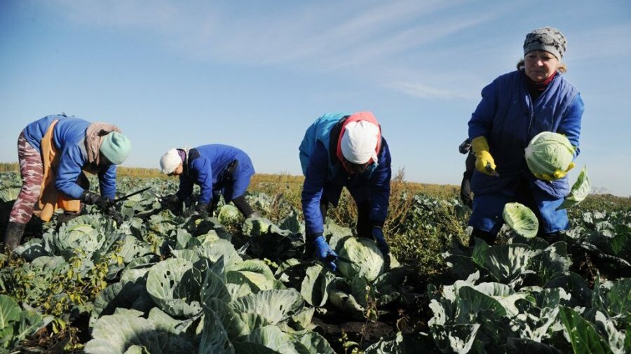 Женщины в сельском хозяйстве. Подслушано максютово кугарчинский. Женщины колхозницы. Картинка льготы женщинам в сельской местности. Женщины на селе рабочий день.