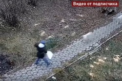 Глава СК России затребовал доклад по делу об агрессивных собаках в Мичуринске