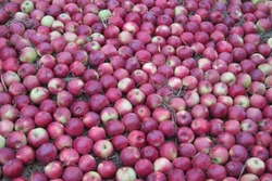 Сельхозпроизводители Тамбовской области собрали около 18 тысяч тонн яблок