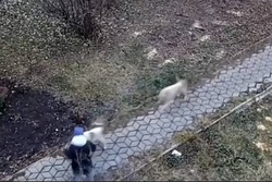 Стая бездомных собак накинулась на девочку в Мичуринске