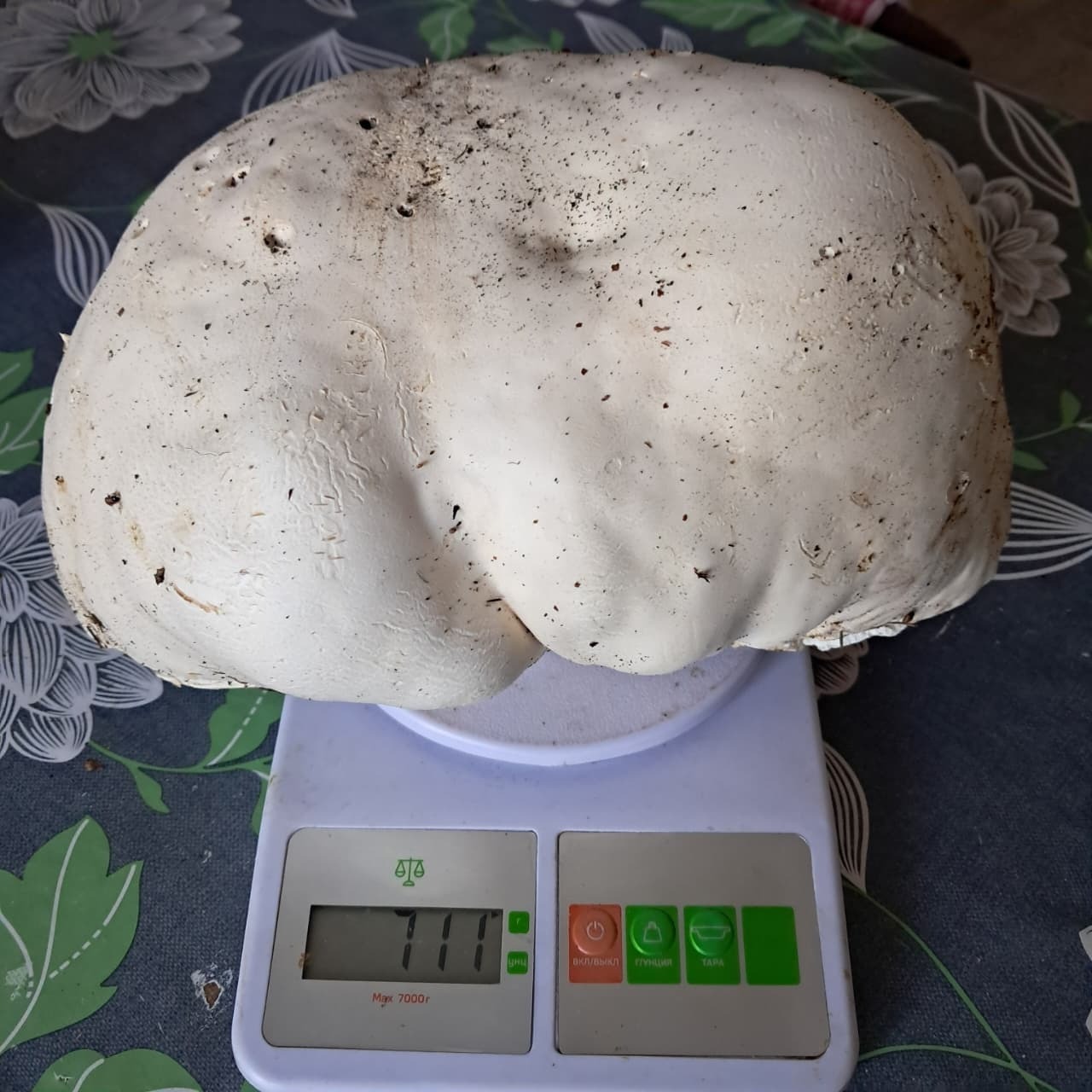 Гриб-гигант нашли грибники из Умёта