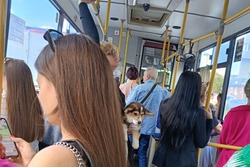 Тамбовчанка получила травму во время поездки в автобусе: ведётся проверка