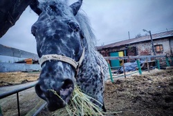 Тамбовчане спасают от голода 16 лошадей, оставшихся без корма из-за пандемии